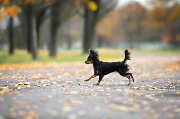 今年秋天 快乐的俄罗斯玩具狗在公园里奔跑 — 图库照片