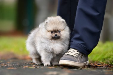 Pomeranian spitz köpek yavrusu kendini güvende hissetmek için sahibinin bacaklarının yanında poz veriyor.