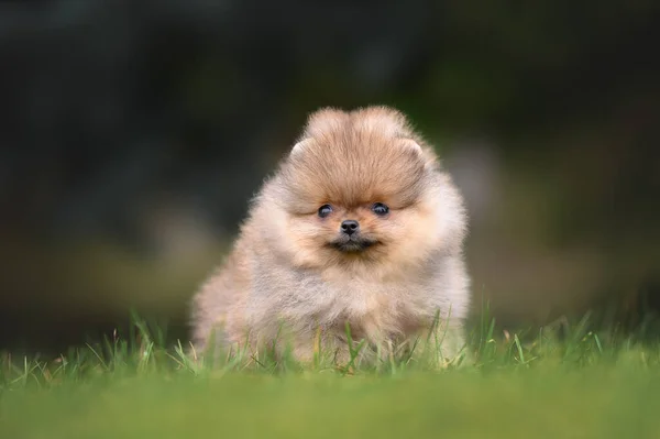 Mały Pomeranian Spitz Szczeniak Pozowanie Trawie Lecie — Zdjęcie stockowe