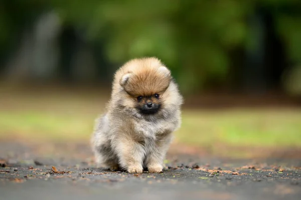Pequeño Pomeranian Spitz Cachorro Sentado Aire Libre Verano — Foto de Stock