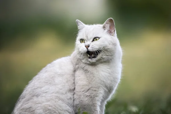 Британський Короткошерстий Кіт Занурюється Відкритому Повітрі — стокове фото