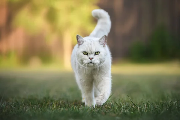 Silver Shaded British Shorthair Cat Walking Grass Summer — Stock Photo, Image