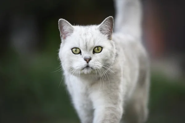 Британский Портрет Кошки Тени Серебра Открытом Воздухе — стоковое фото