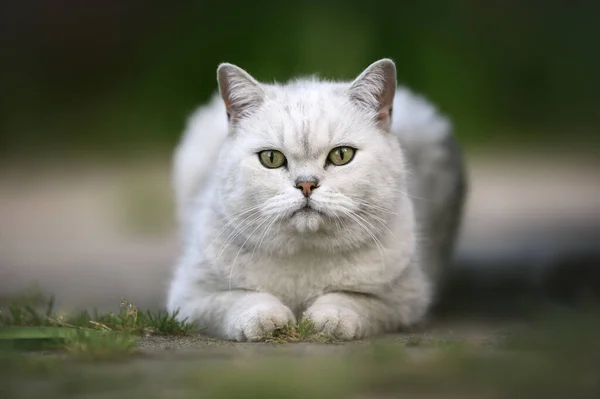 Серебристая Британская Короткошерстная Кошка Лежащая Улице Летом — стоковое фото