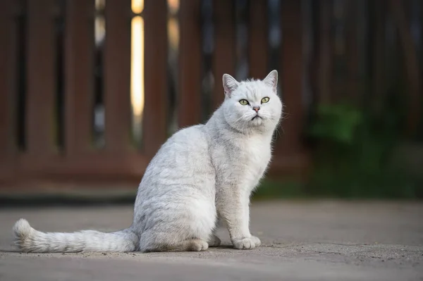 Серебристая Британская Короткошерстная Кошка Сидит Улице — стоковое фото
