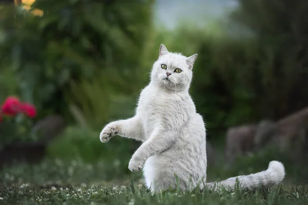 Смешная Британская Короткошерстная Кошка Просящая Милостыню — стоковое фото