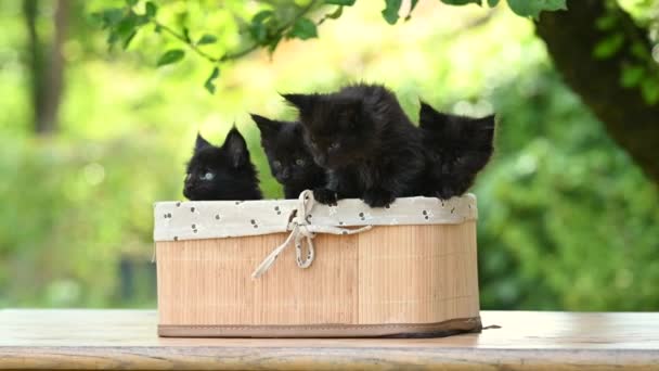 Quatro Curiosos Gatinhos Maine Preto Cupom Sentado Uma Cesta Livre — Vídeo de Stock