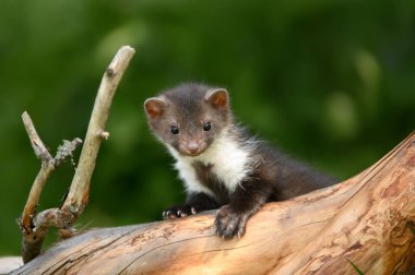 Devrilmiş bir ağacın üzerinde kayın ağacı resmi.