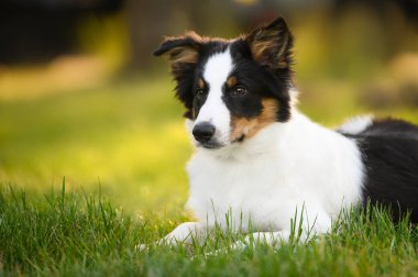 Sınır çoban köpeği çimlere uzanıyor.