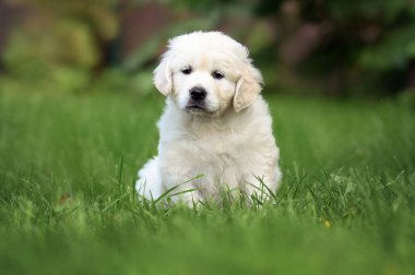 Golden Retriever köpek yavrusu çimlerin üzerinde oturuyor