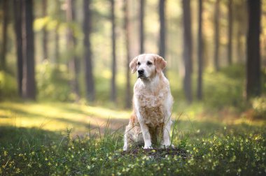 Golden Retriever köpeği yazın ormanda poz verir.