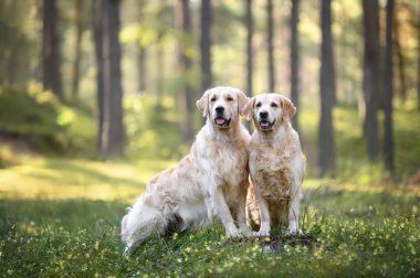İki Golden Retriever köpeği ormanda birlikte poz veriyor.