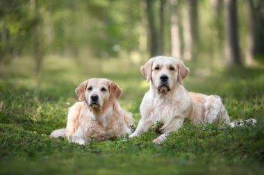 İki Golden Retriever köpeği ormanda yatıyor.