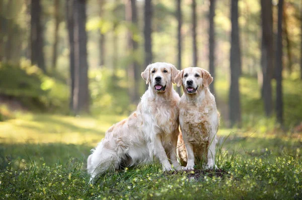 Дві Золоті Собаки Ретривери Позують Лісі Разом — стокове фото