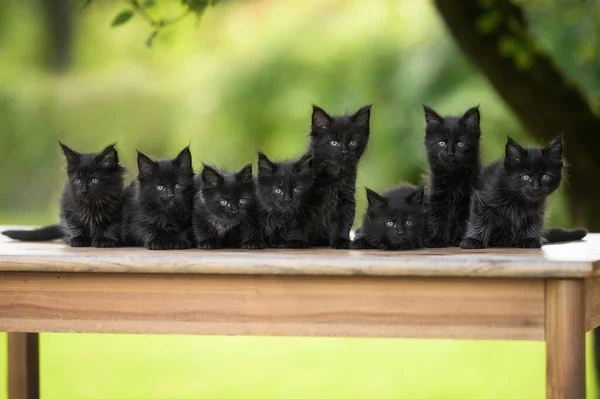 group of black maine coon kittens posing outdoors together