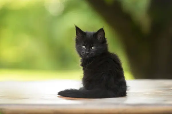 Schwarzes Maine Coon Kätzchen Sitzt Freien — Stockfoto