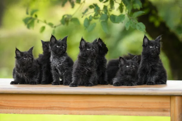 group of black maine coon kittens posing together outdoors