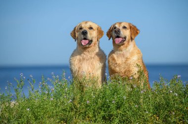 İki mutlu Golden Retriever köpeği sahilde poz veriyor.