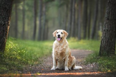 Mutlu Golden Retriever Köpeği ormanda oturuyor