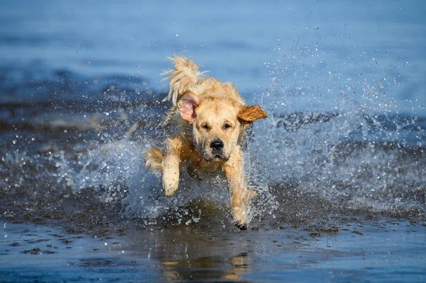 funny golden retriever dog jumping out of water with splashes all around