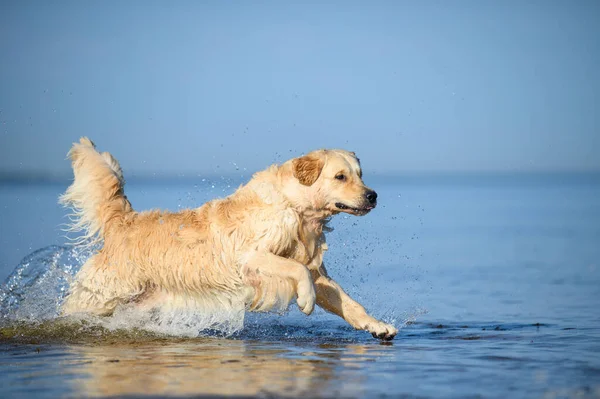 golden retriever dog running in water at the sea