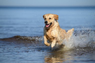 Denizden kaçan Golden Retriever köpeği