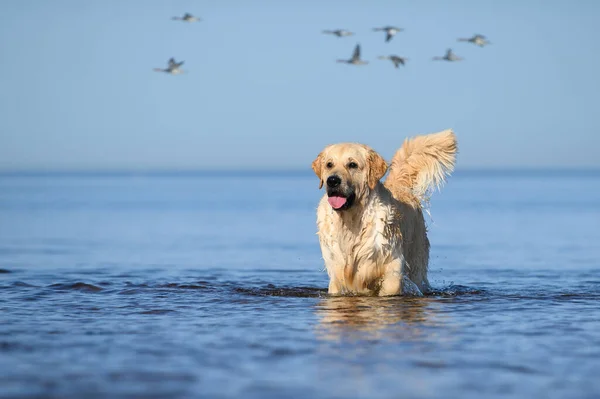 Gelukkig Nat Gouden Retriever Hond Staande Het Water Het Strand — Stockfoto