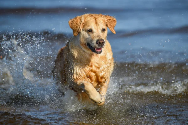 Glücklich Golden Retriever Hund Läuft Wasser Nahaufnahme Strand — Stockfoto