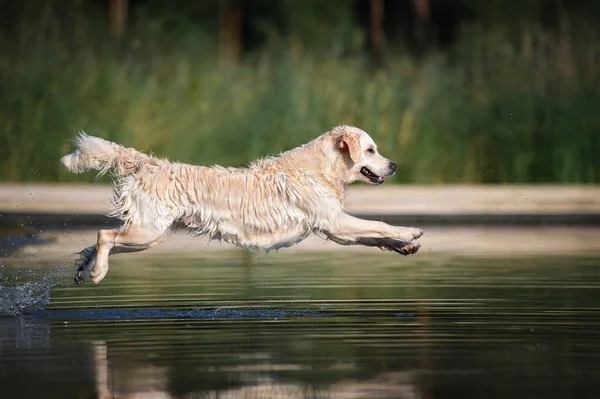 Щасливий Золотий Ретривер Собака Стрибає Озеро — стокове фото