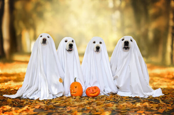 group of dogs in ghost costumes posing for Halloween outdoors in autumn