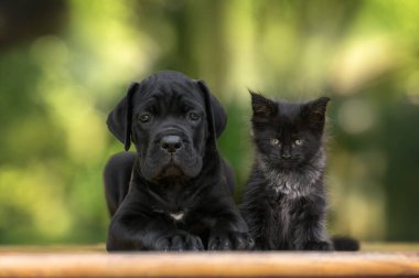 Siyah baston corso köpek ve maine rakunu kedi dışarıda birlikte poz veriyorlar.