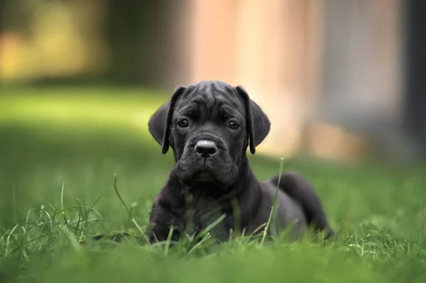 屋外の草の上に横たわっているかわいいケインガールの子犬 — ストック写真