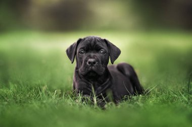Yazın çimlerin üzerinde yatan siyah bir corso yavrusu.