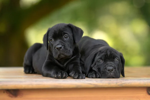 Two Black Cane Corso Puppies Posing Together Outdoors — Stock Photo, Image