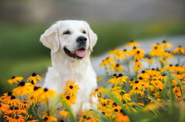 Golden Retriever köpek portresi turuncu çiçeklerle parkta