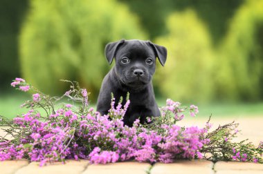 Şirin Stéfordshire Boğa Teriyeri açık havada Heather ile yavru köpek portresi