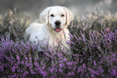 Golden retriever köpeği fundalıkta yatıyor.