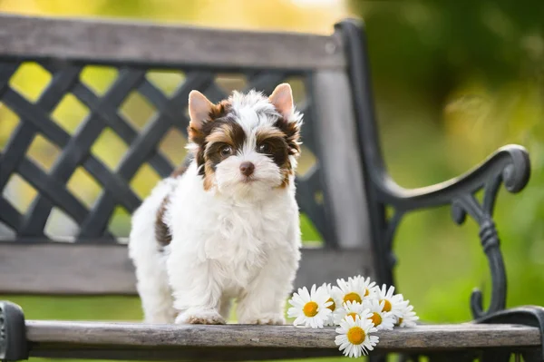 可爱的白鸟小狗狗在长椅上摆姿势 长满了鲜花 — 图库照片