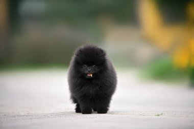 Parkta ağzında yaprak tutan sevimli Pomeranya köpekleri.