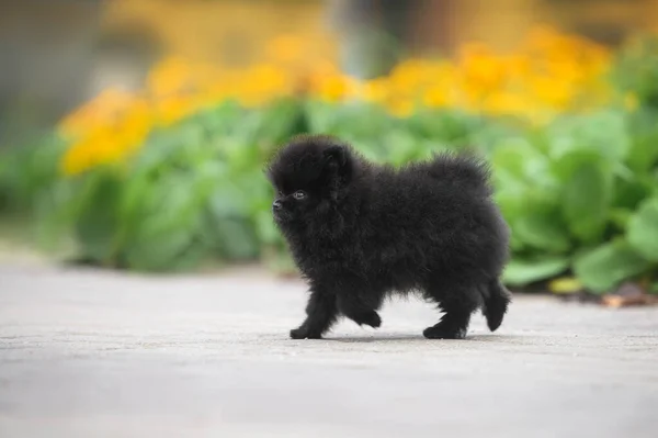 Preto Pomeranian Spitz Filhote Cachorro Andando Parque — Fotografia de Stock