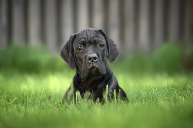 Yazın çimlerin üzerinde yatan siyah kamış yavrusu.