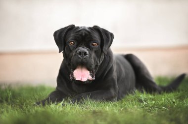 Büyük siyah bir köpek çimlerin üzerinde yatıyor. 