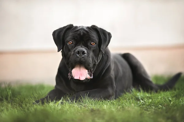 stock image big black cane corso dog lying on grass 