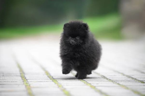 Pomeranian Spitz Filhote Cachorro Andando Parque — Fotografia de Stock