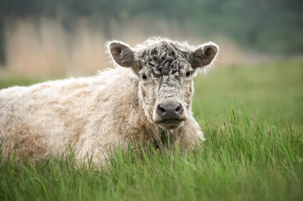 Galoway Krowa Spoczywa Łące Trawy — Zdjęcie stockowe