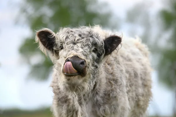 Śmieszne Galoway Krowa Liże Nos Zbliżenie Portret Polu — Zdjęcie stockowe