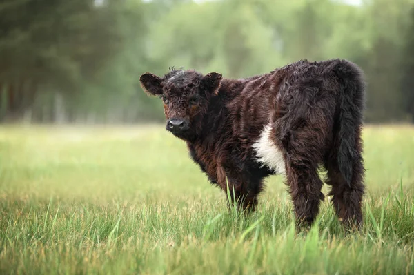 Cute Dark Brown Galloway Cow Calf Standing Meadow — Stock Photo, Image
