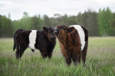 galloway calf baby showing teeth to show that he's small and safe clipart