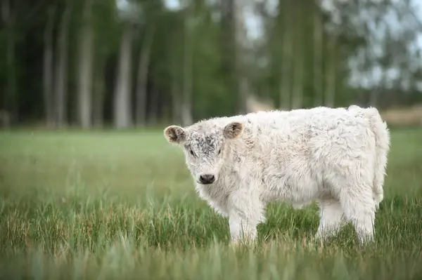 Biała Galoway Krowa Cielę Pozowanie Zielonym Pastwisku Wiosną — Zdjęcie stockowe