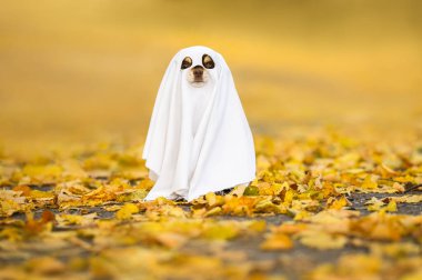 Cadılar Bayramı 'nda düşen sonbahar yapraklarında poz veren hayalet kostümlü komik bir chihuahua köpeği.